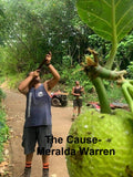 The Cause